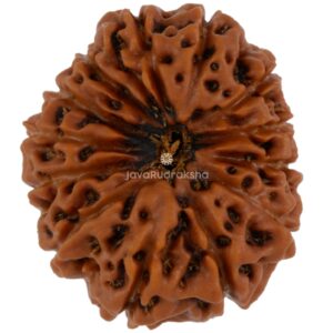 13 Mukhi Java Rudraksha 22.19 mm top view