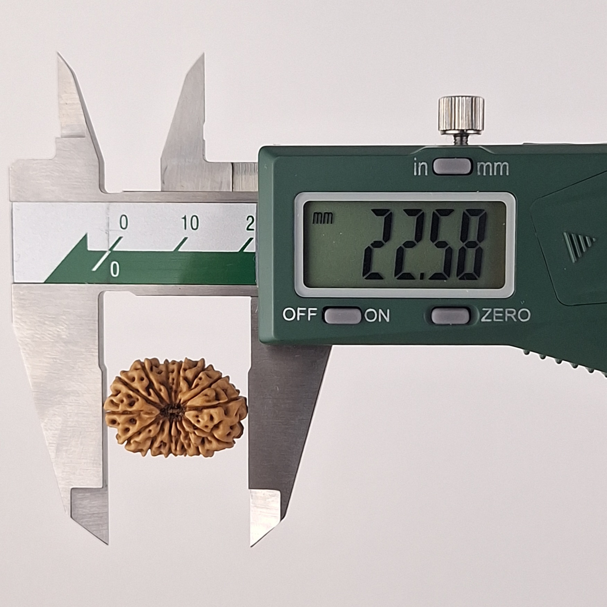 14 Mukhi Java Rudraksha 22.58 mm length measurement