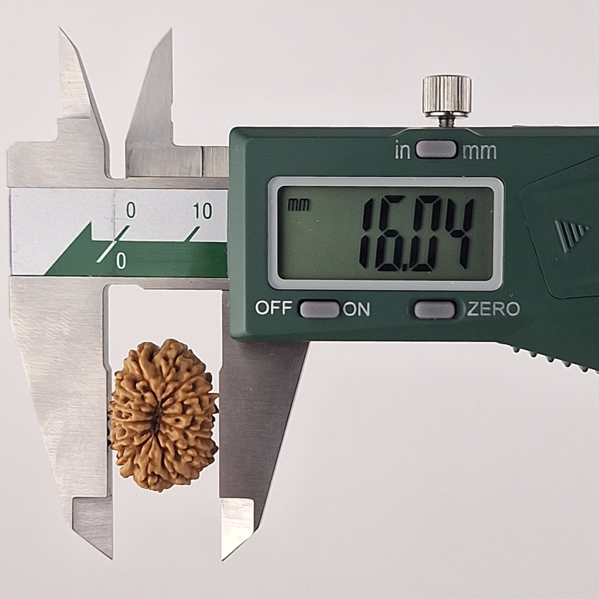 14 Mukhi Java Rudraksha 16.04 mm width measurement