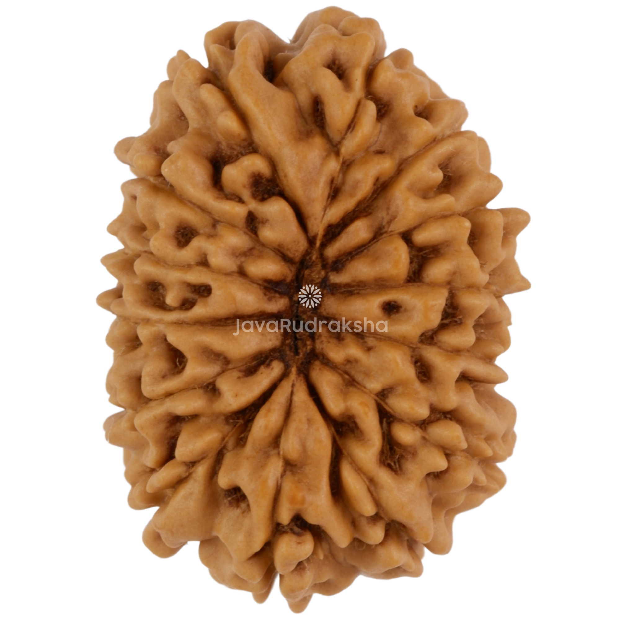 14 Mukhi Java Rudraksha 22.58 mm bottom view