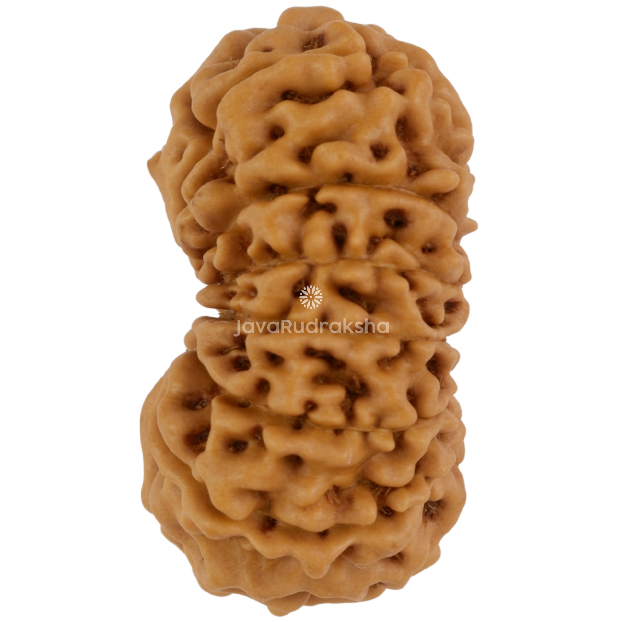 14 Mukhi Java Rudraksha 22.58 mm left side angle