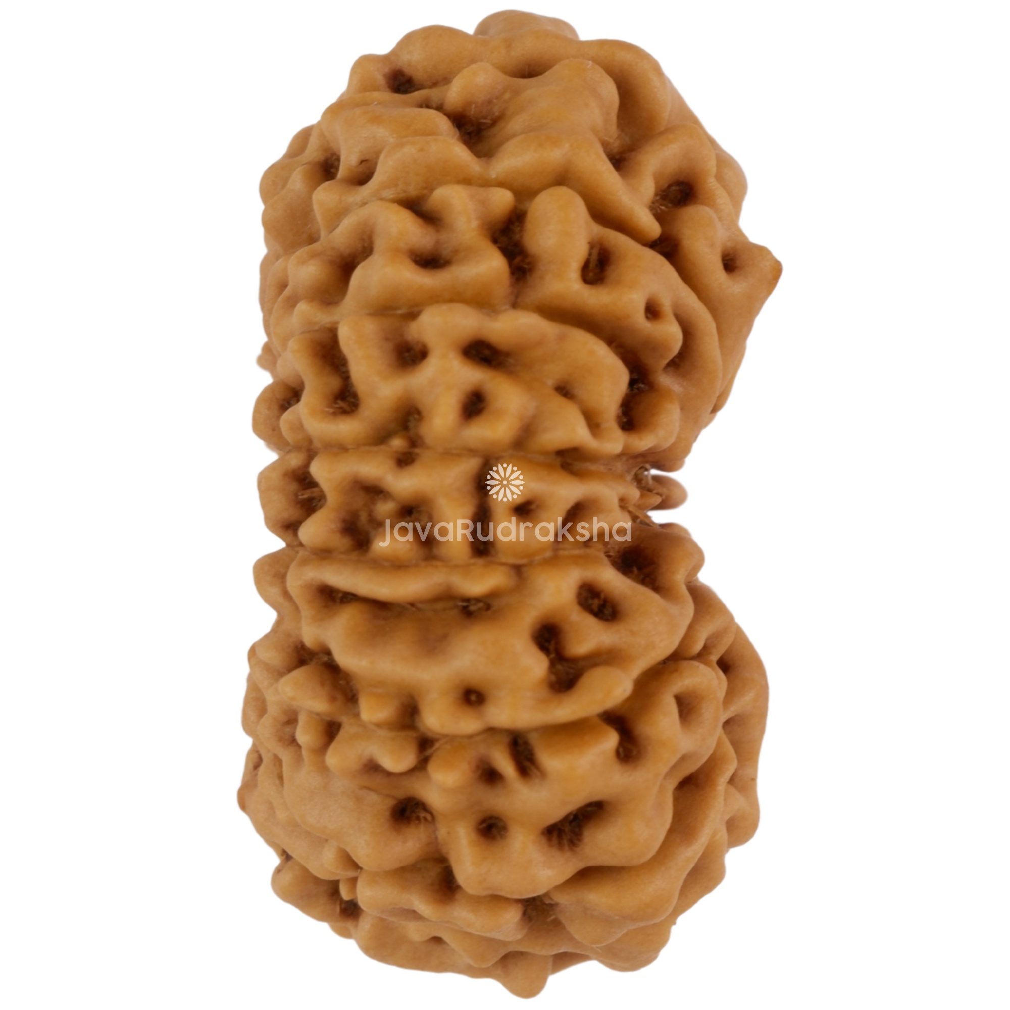 14 Mukhi Java Rudraksha 22.58 mm right side angle