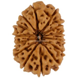 14 Mukhi Java Rudraksha 22.58 mm top view