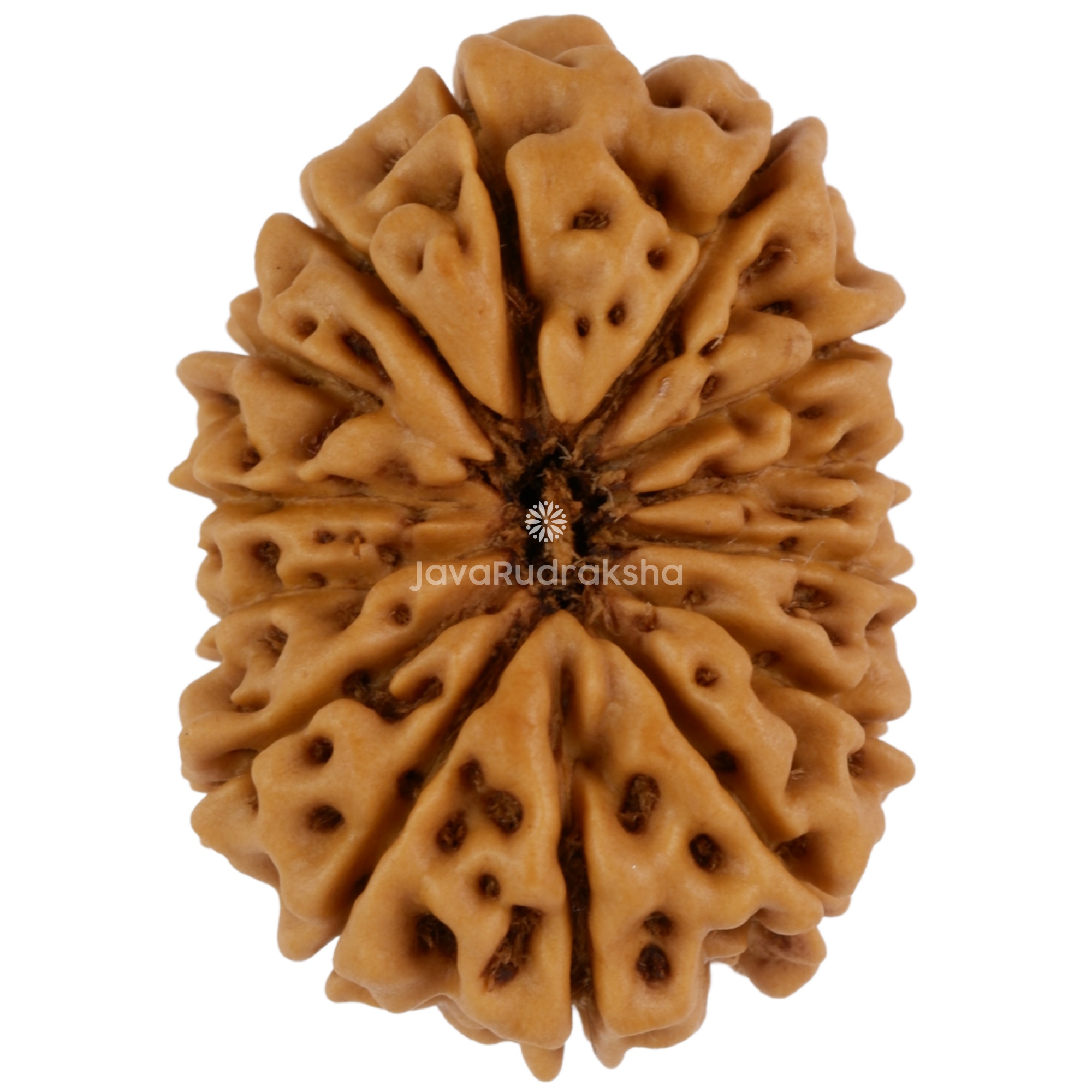 14 Mukhi Java Rudraksha 22.58 mm top view