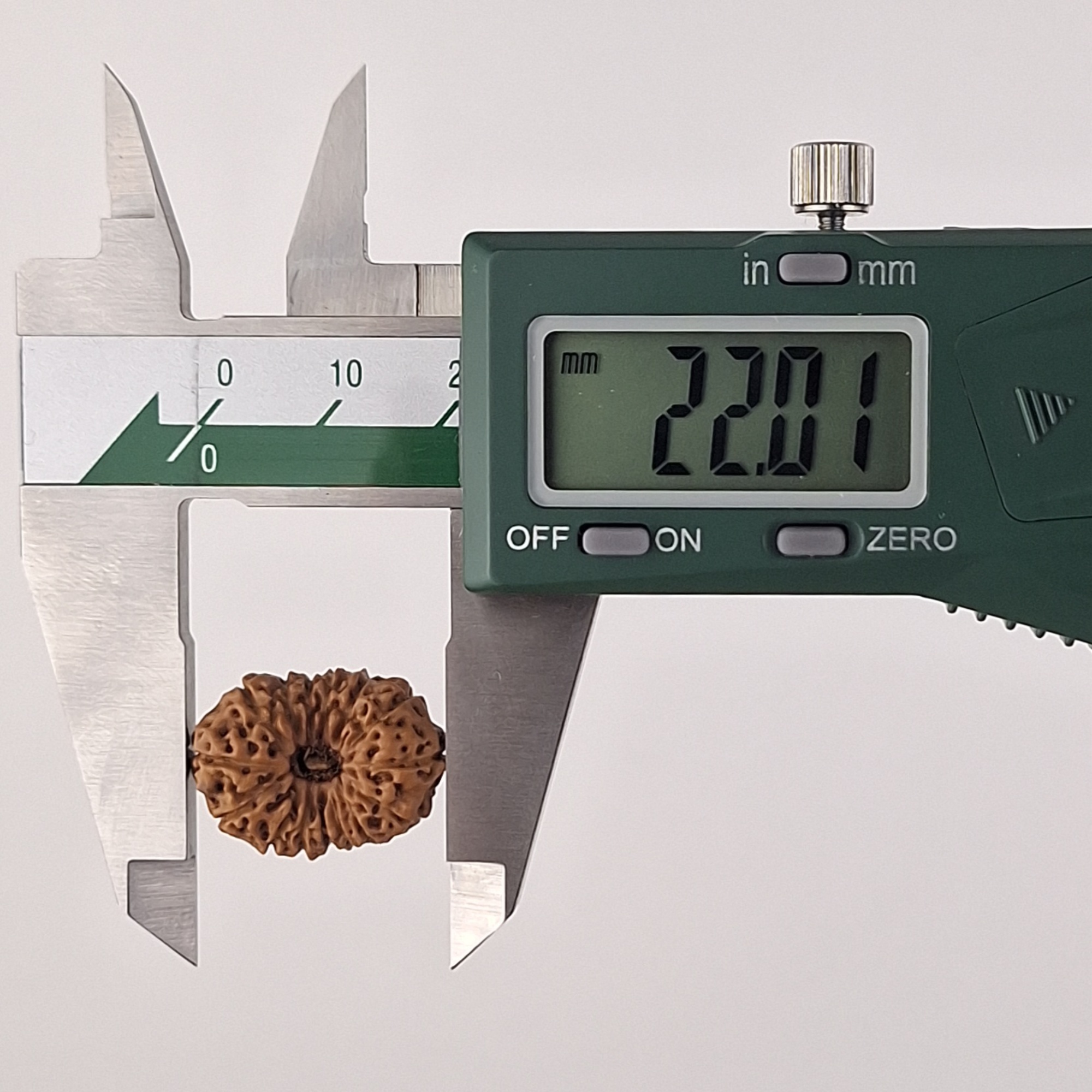 15 Mukhi Java Rudraksha 22.01 mm length measurement