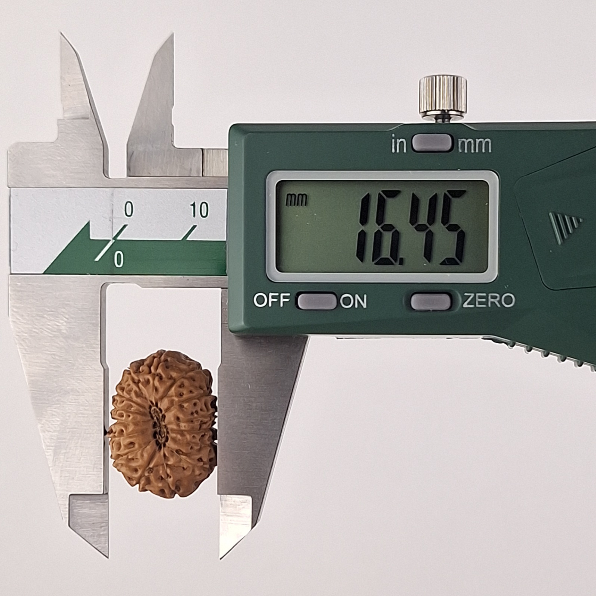 15 Mukhi Java Rudraksha 16.45 mm width measurement