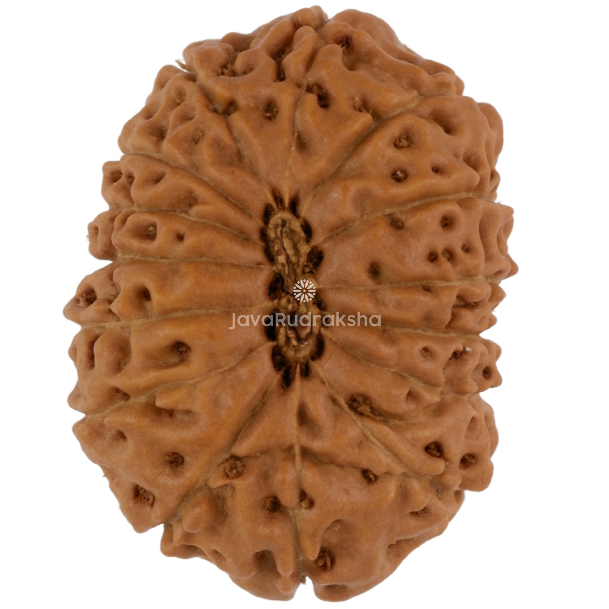 15 Mukhi Java Rudraksha 22.01 mm bottom view