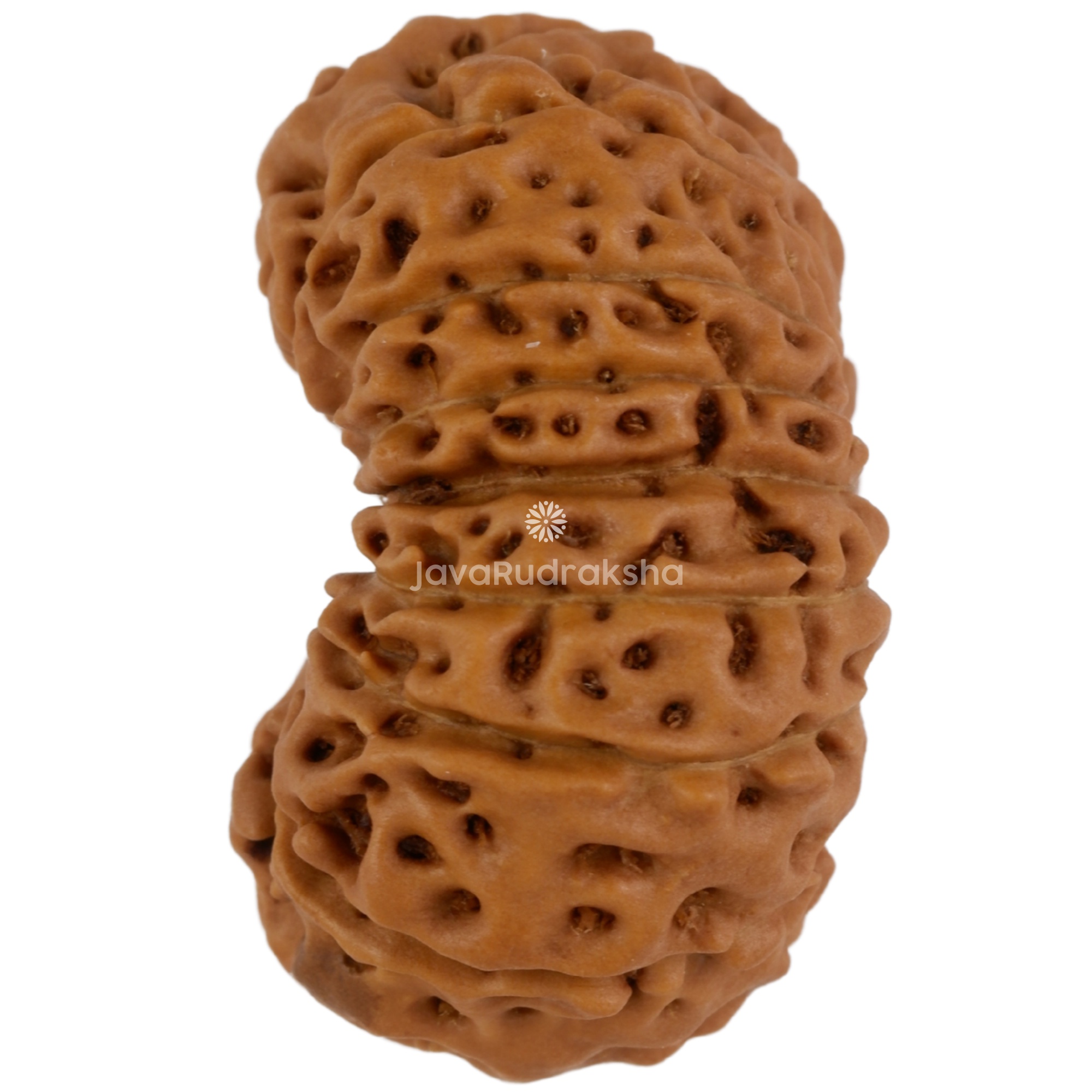 15 Mukhi Java Rudraksha 22.01 mm left side angle