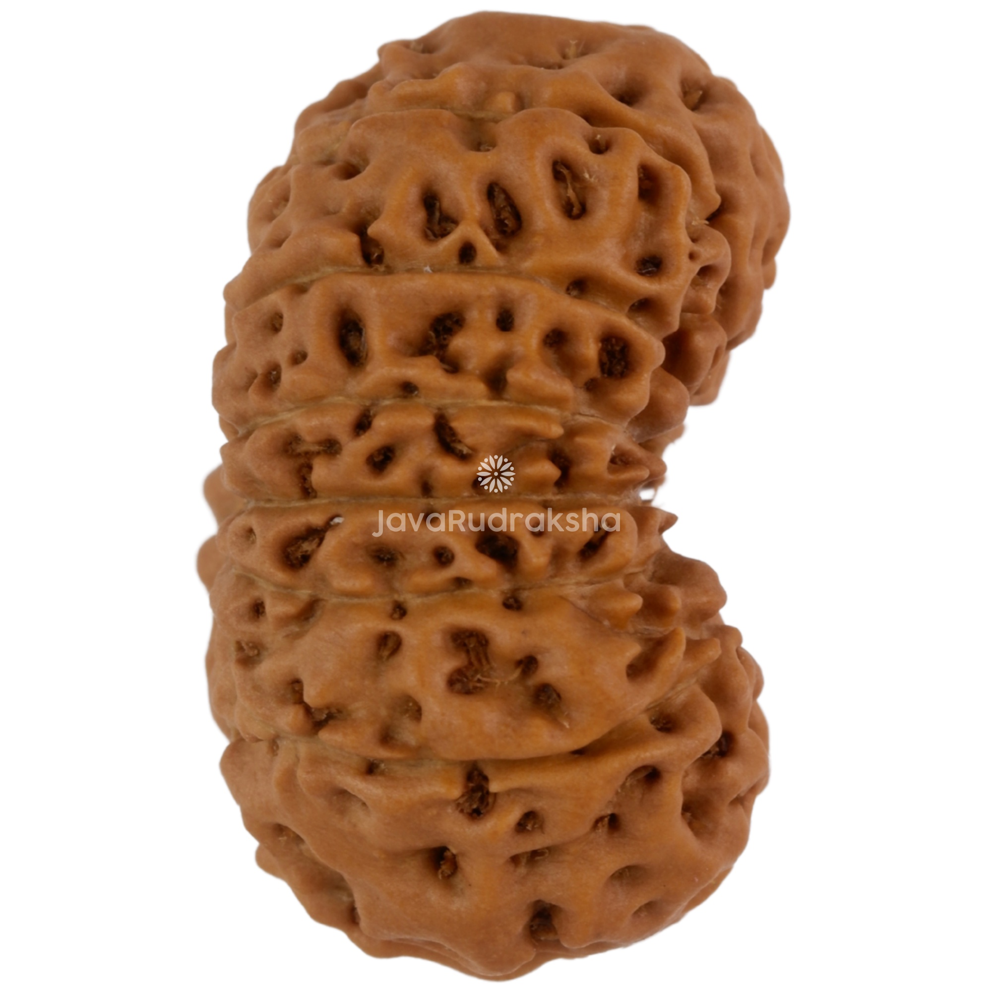 15 Mukhi Java Rudraksha 22.01 mm right side angle