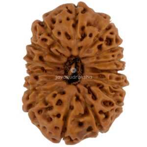 15 Mukhi Java Rudraksha 22.01 mm top view