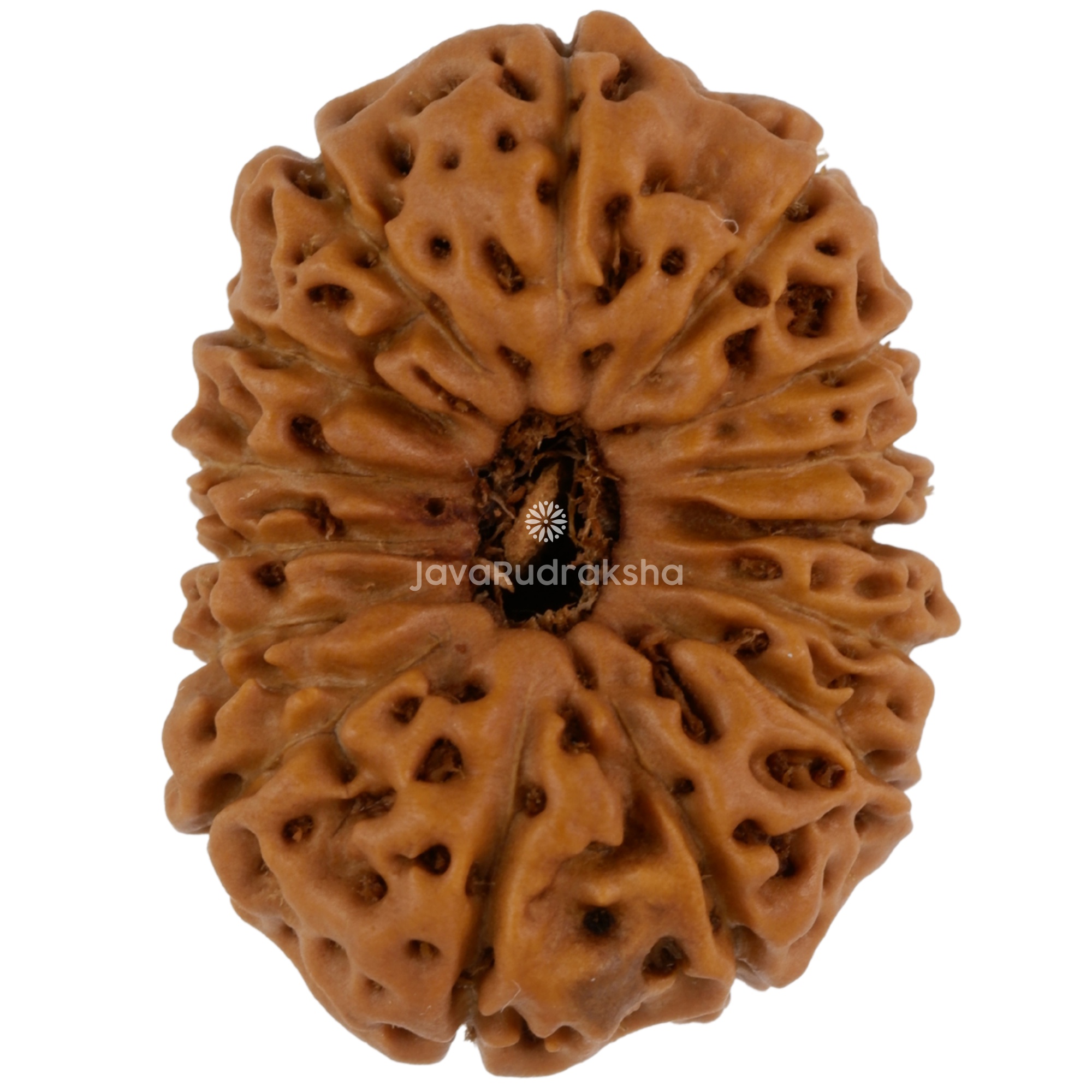 15 Mukhi Java Rudraksha 22.01 mm top view