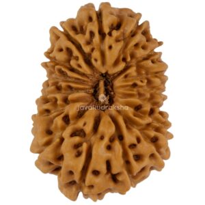 16 Mukhi Java Rudraksha 24.06 mm top view