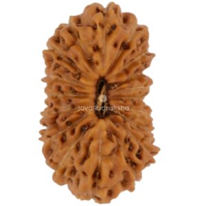18 Mukhi Java Rudraksha 14.02 mm top view