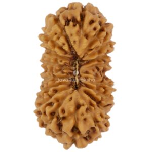 18 Mukhi Java Rudraksha 19.34 mm top view