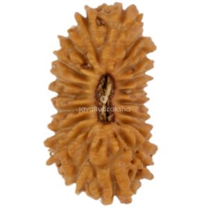 19 Mukhi Java Rudraksha 12.22 mm top view