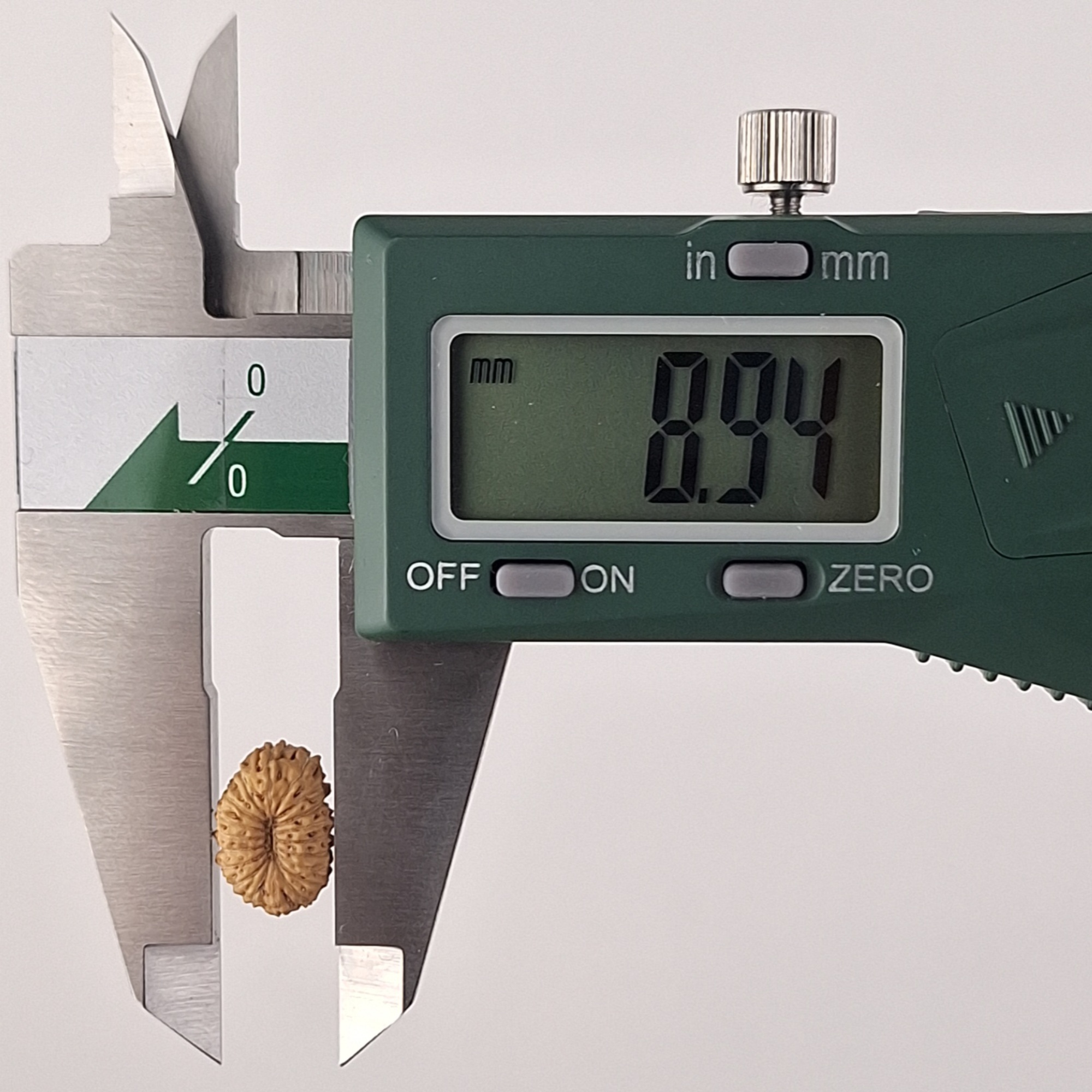 19 Mukhi Java Rudraksha 8.94 mm width measurement