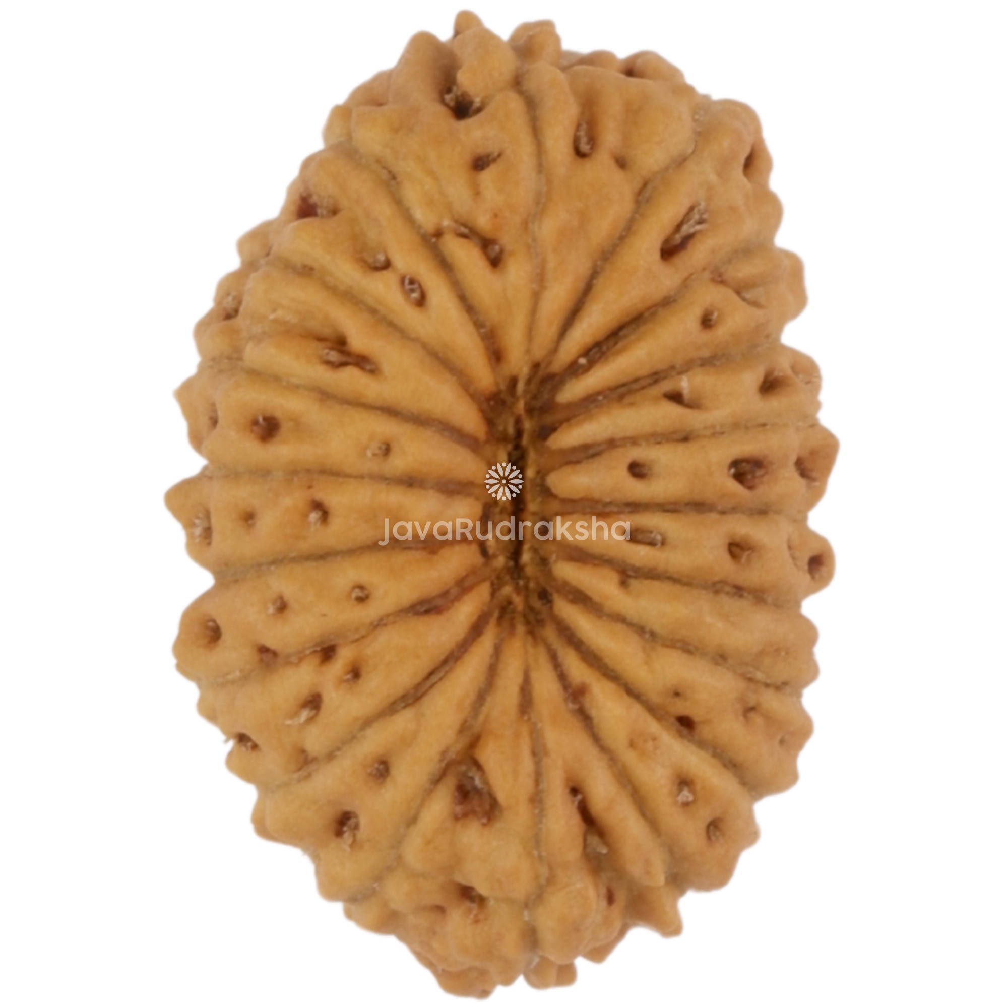 19 Mukhi Java Rudraksha 13.04 mm bottom view