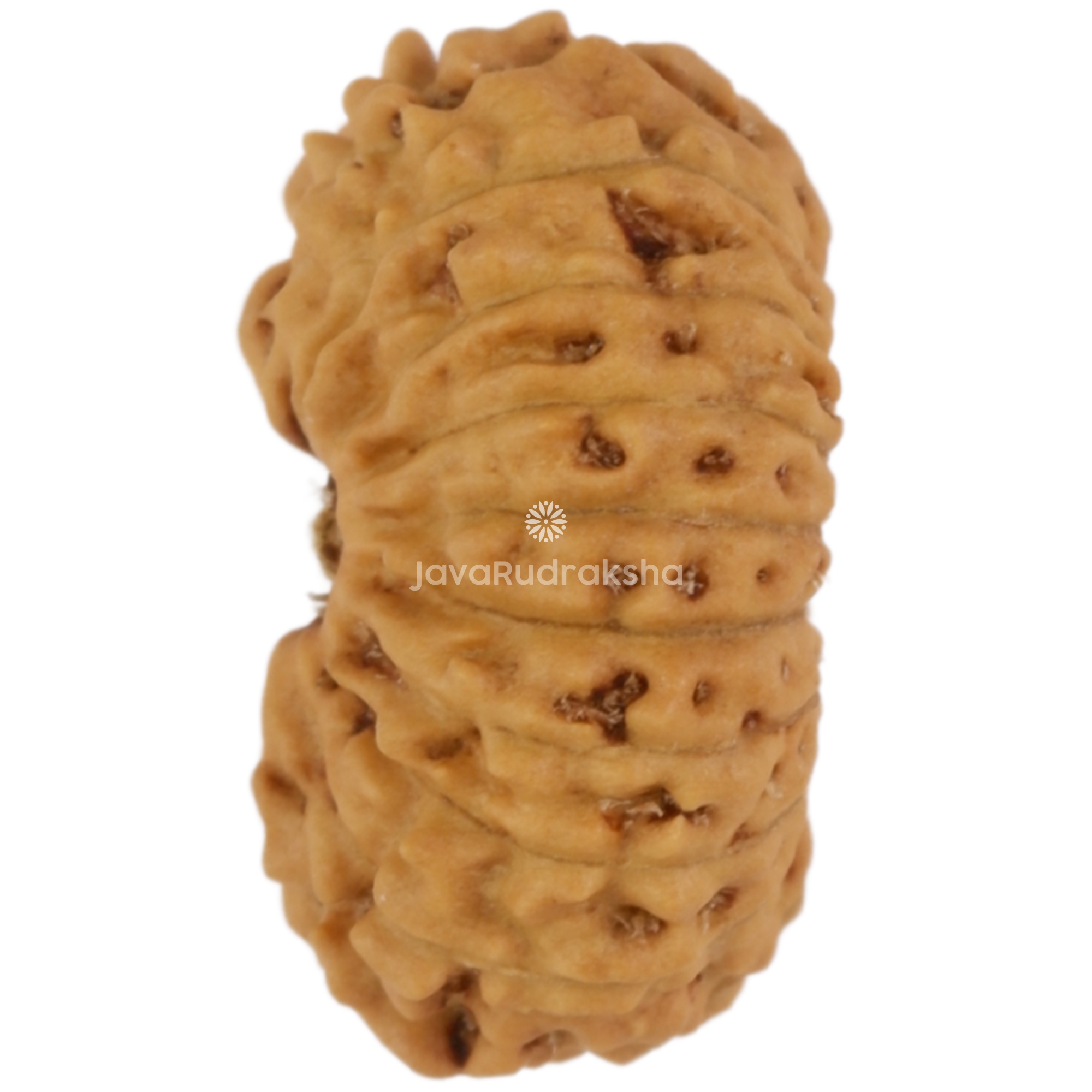 19 Mukhi Java Rudraksha 13.04 mm left side angle