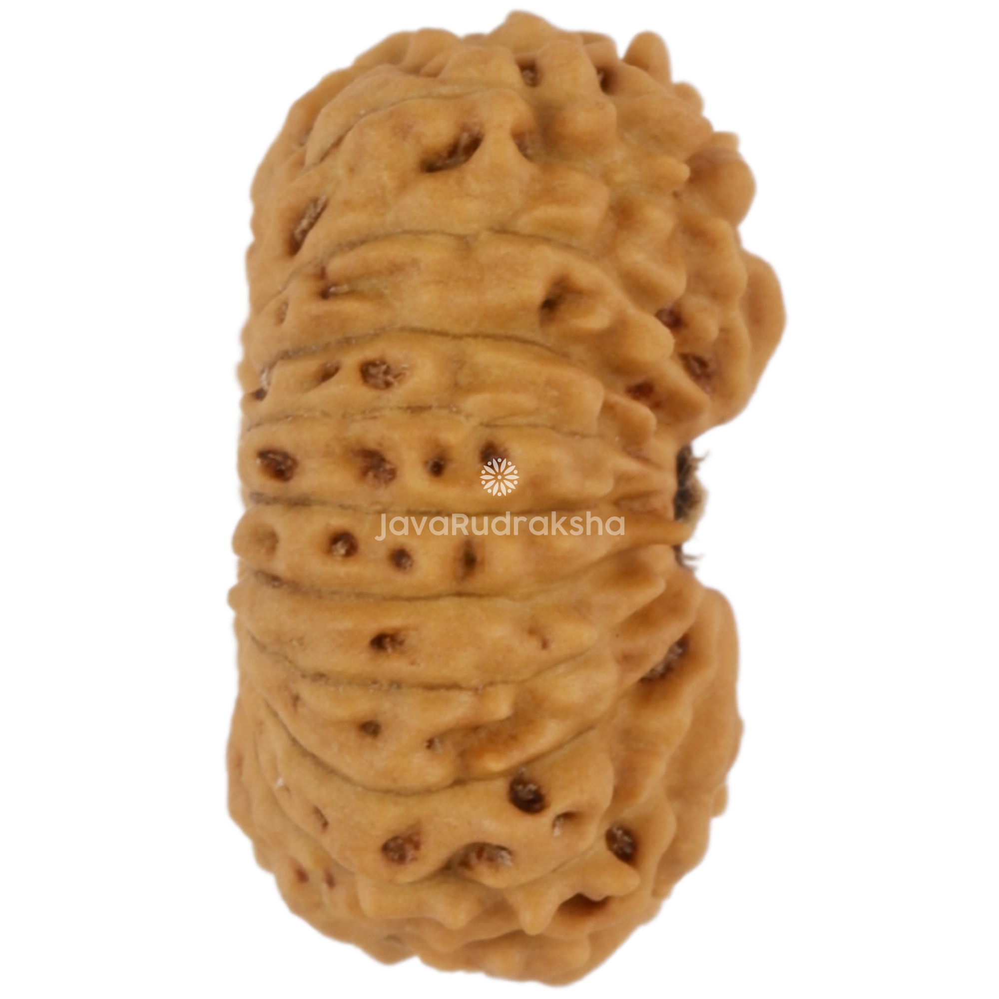 19 Mukhi Java Rudraksha 13.04 mm right side angle