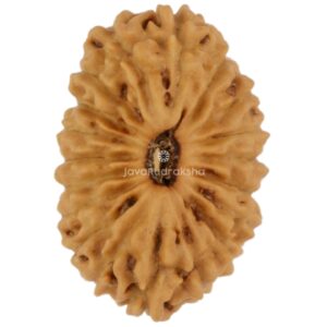 19 Mukhi Java Rudraksha 13.04 mm top view