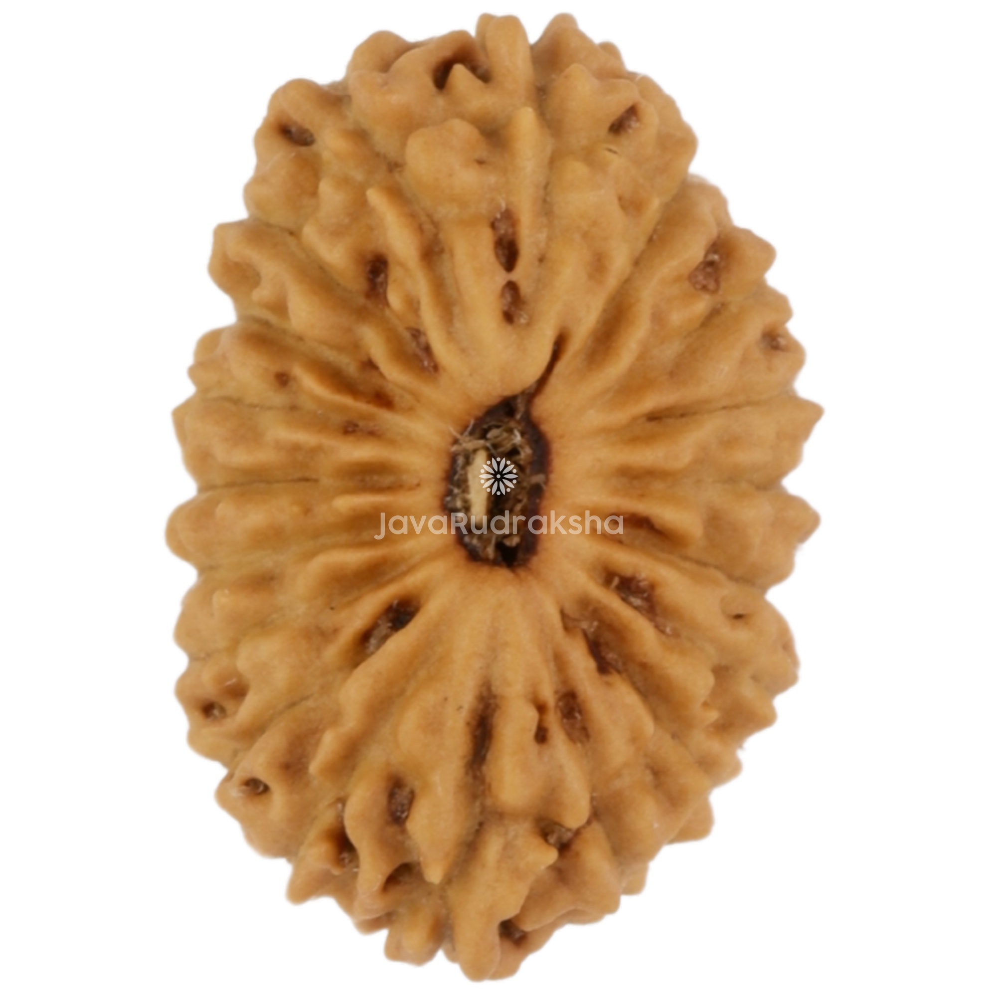 19 Mukhi Java Rudraksha 13.04 mm top view