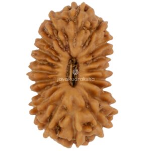19 Mukhi Java Rudraksha 13.51 mm top view