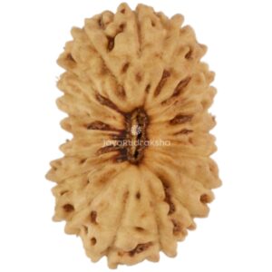19 Mukhi Java Rudraksha 13.61 mm top view