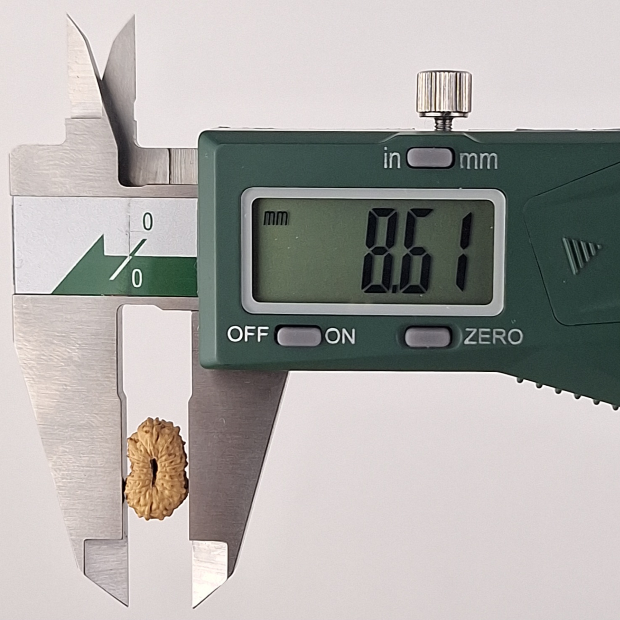 19 Mukhi Java Rudraksha 8.61 mm width measurement