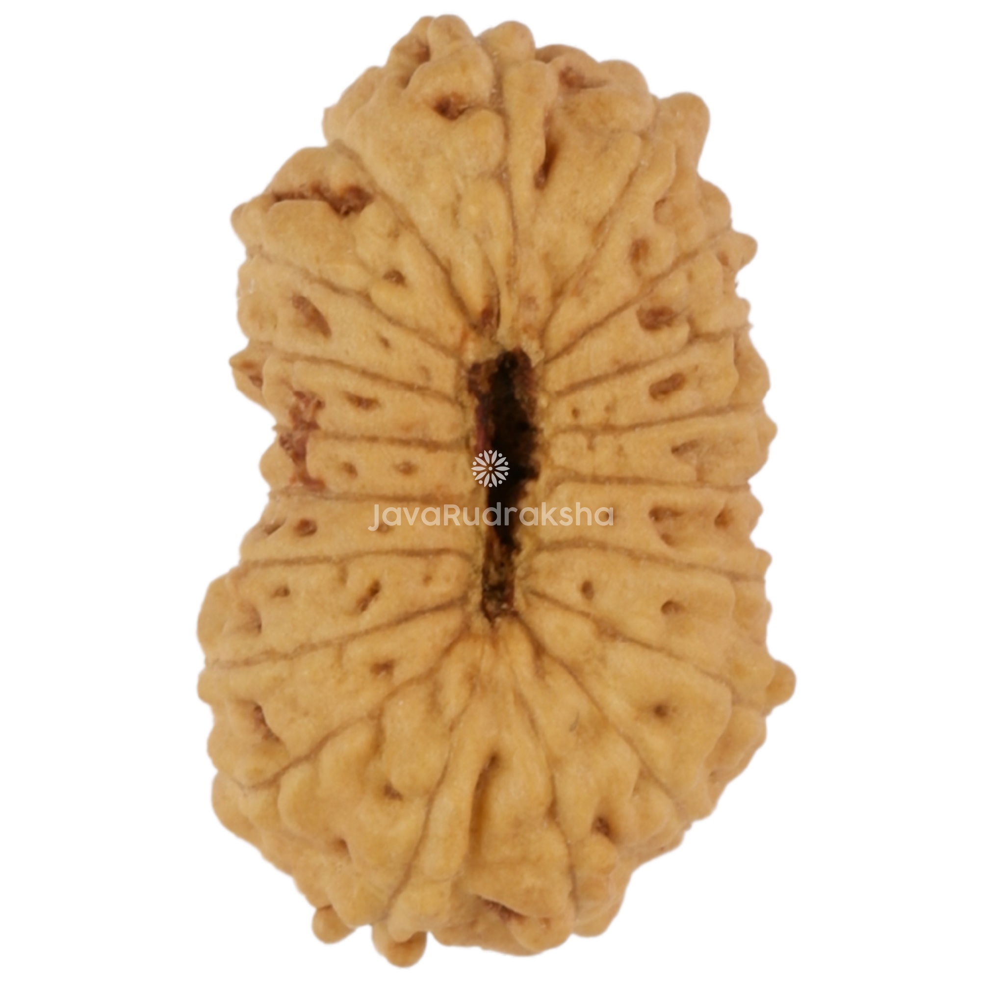 19 Mukhi Java Rudraksha 13.73 mm bottom view