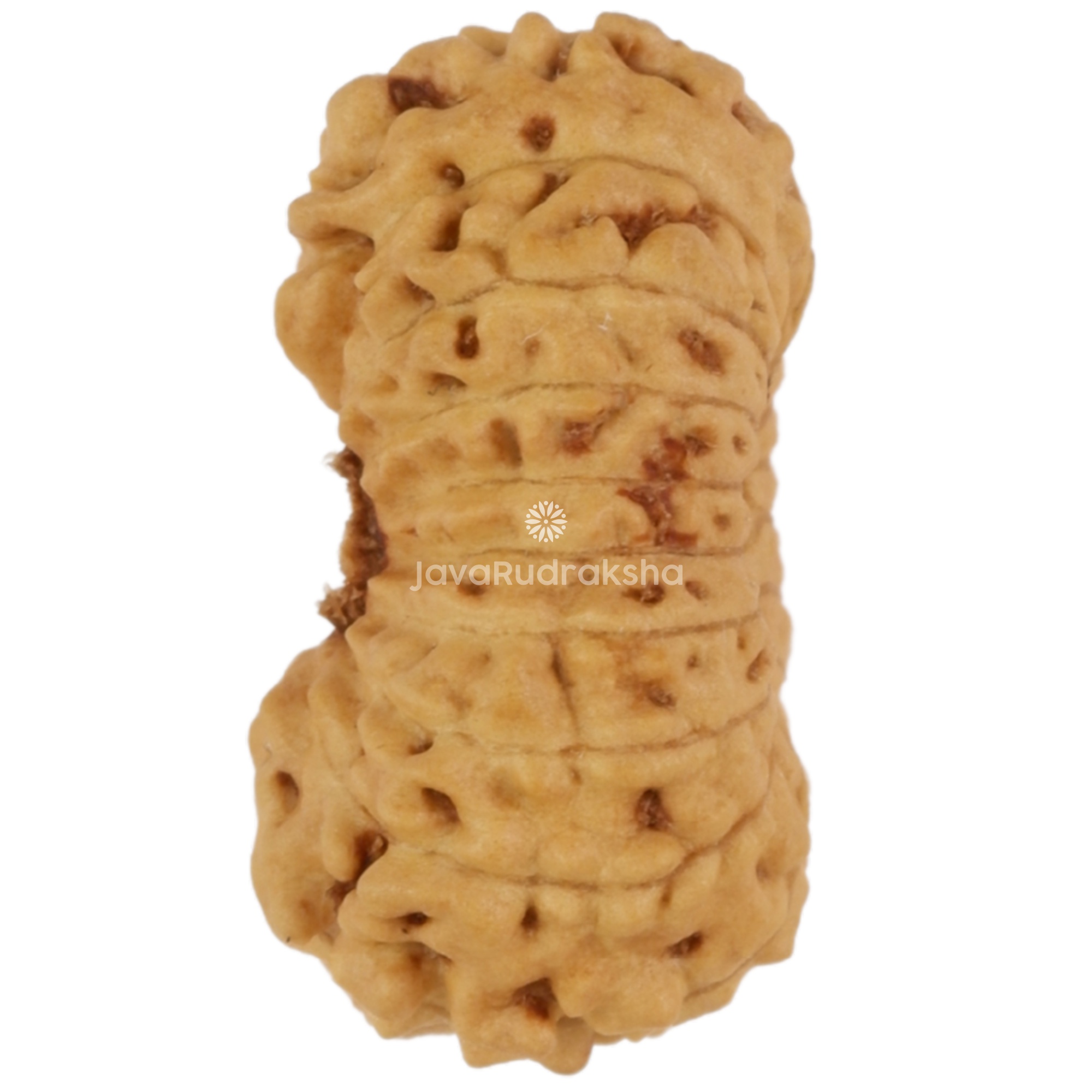19 Mukhi Java Rudraksha 13.73 mm left side angle
