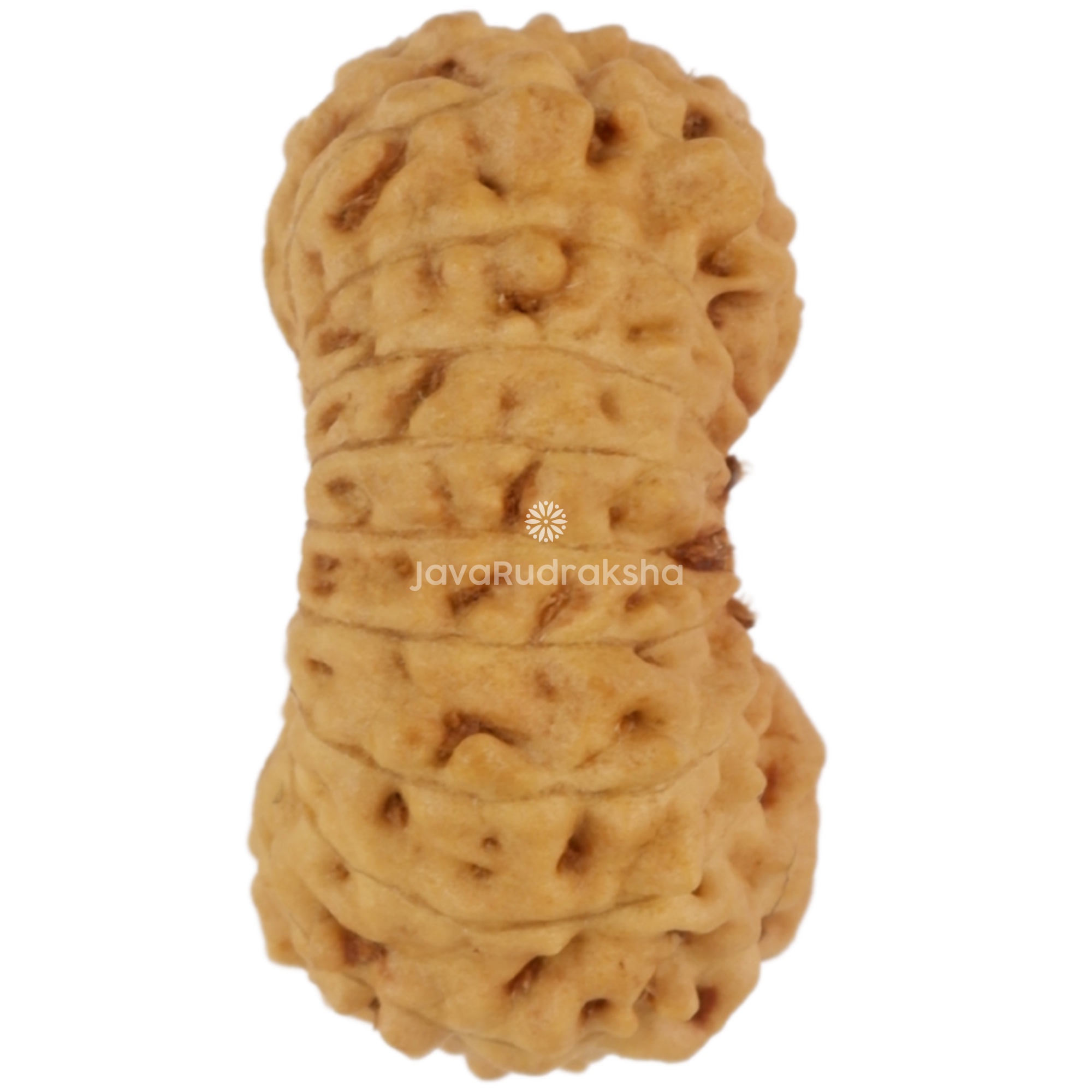 19 Mukhi Java Rudraksha 13.73 mm right side angle
