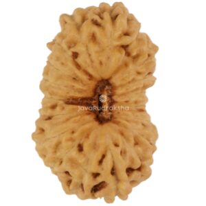 19 Mukhi Java Rudraksha 13.73 mm top view