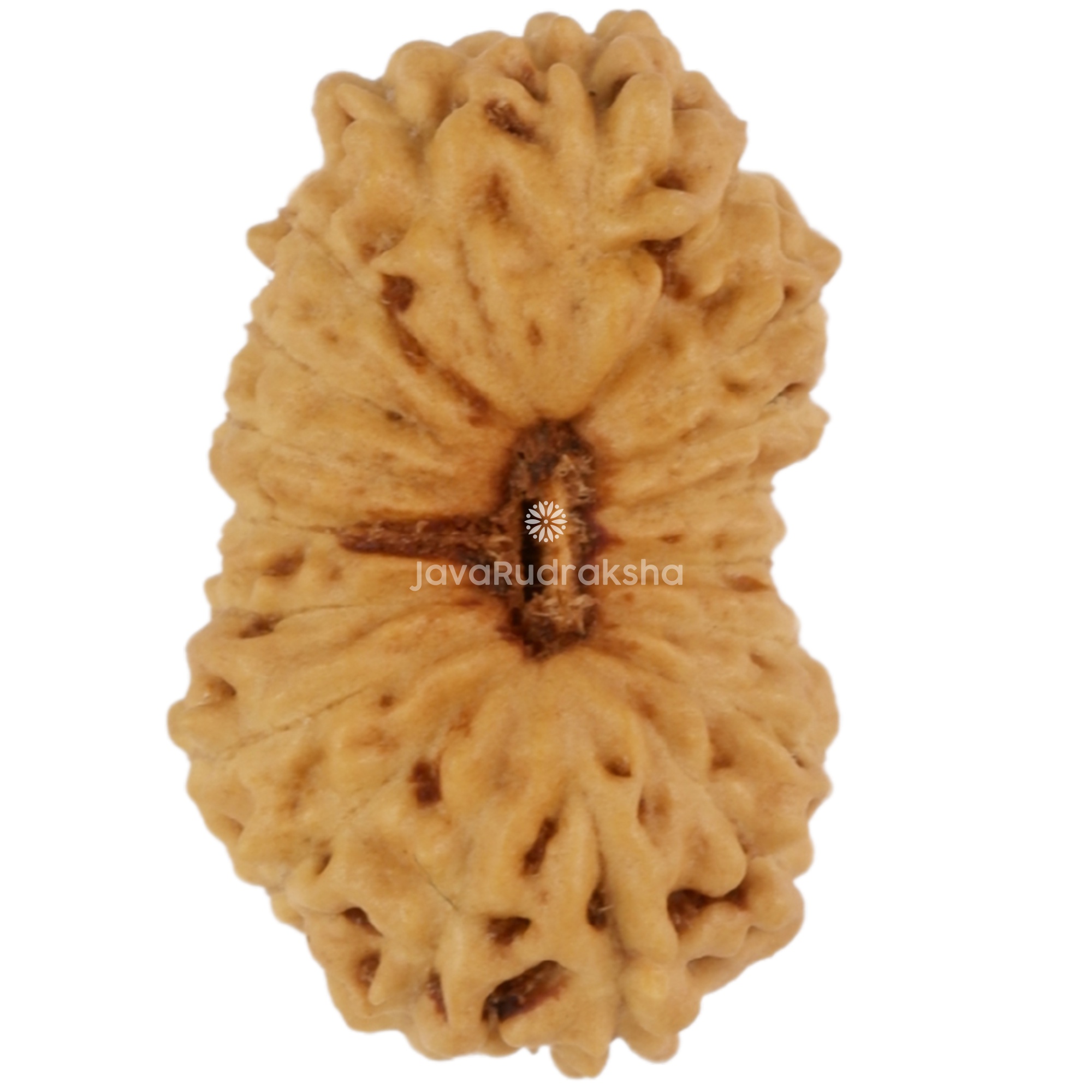 19 Mukhi Java Rudraksha 13.73 mm top view