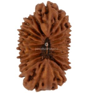 19 Mukhi Java Rudraksha 14.04 mm top view