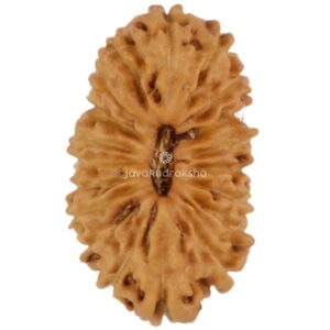 19 Mukhi Java Rudraksha 14.14 mm top view