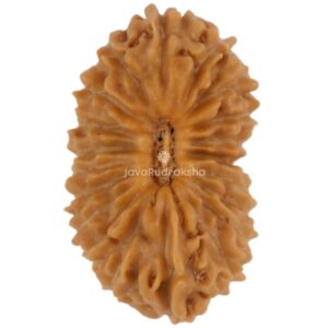 20 Mukhi Java Rudraksha 14.33 mm top view