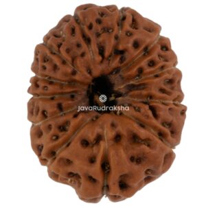 12 Mukhi Java Rudraksha 17.41 mm top view
