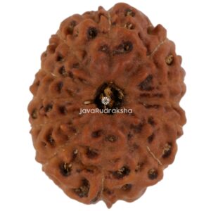 12 Mukhi Java Rudraksha 17.50 mm top view