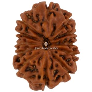 12 Mukhi Java Rudraksha 17.67 mm top view