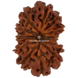 12 Mukhi Java Rudraksha 17.87 mm top view