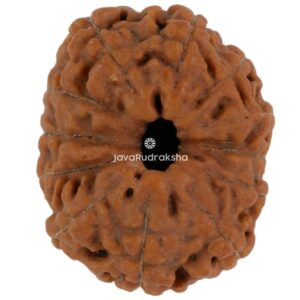 12 Mukhi Java Rudraksha 18.56 mm top view