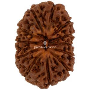 12 Mukhi Java Rudraksha 18.66 mm top view
