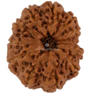 12 Mukhi Java Rudraksha 19.30 mm top view