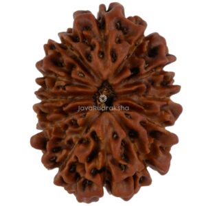 12 Mukhi Java Rudraksha 19.32 mm top view
