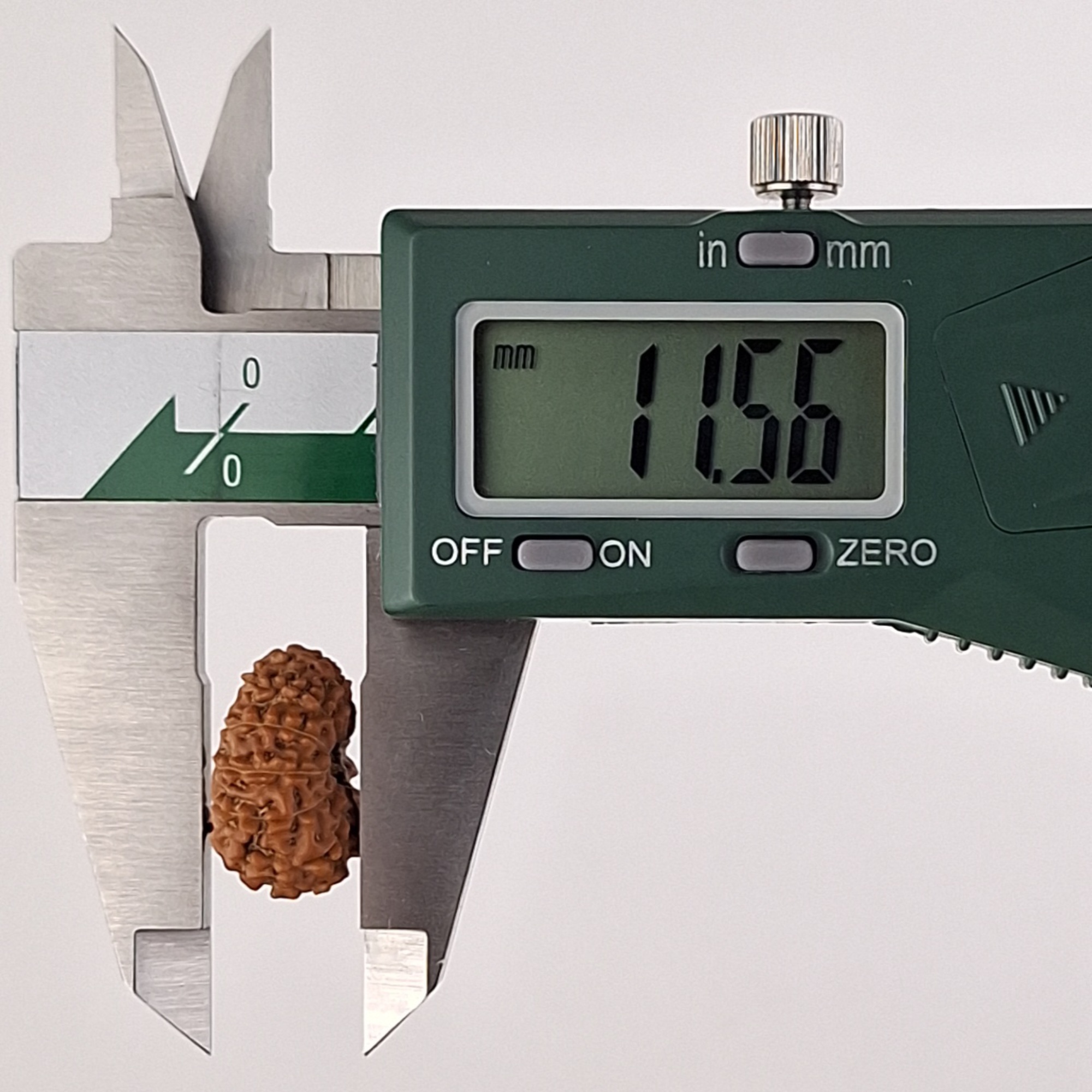 12 Mukhi Java Rudraksha 11.56 mm depth measurement