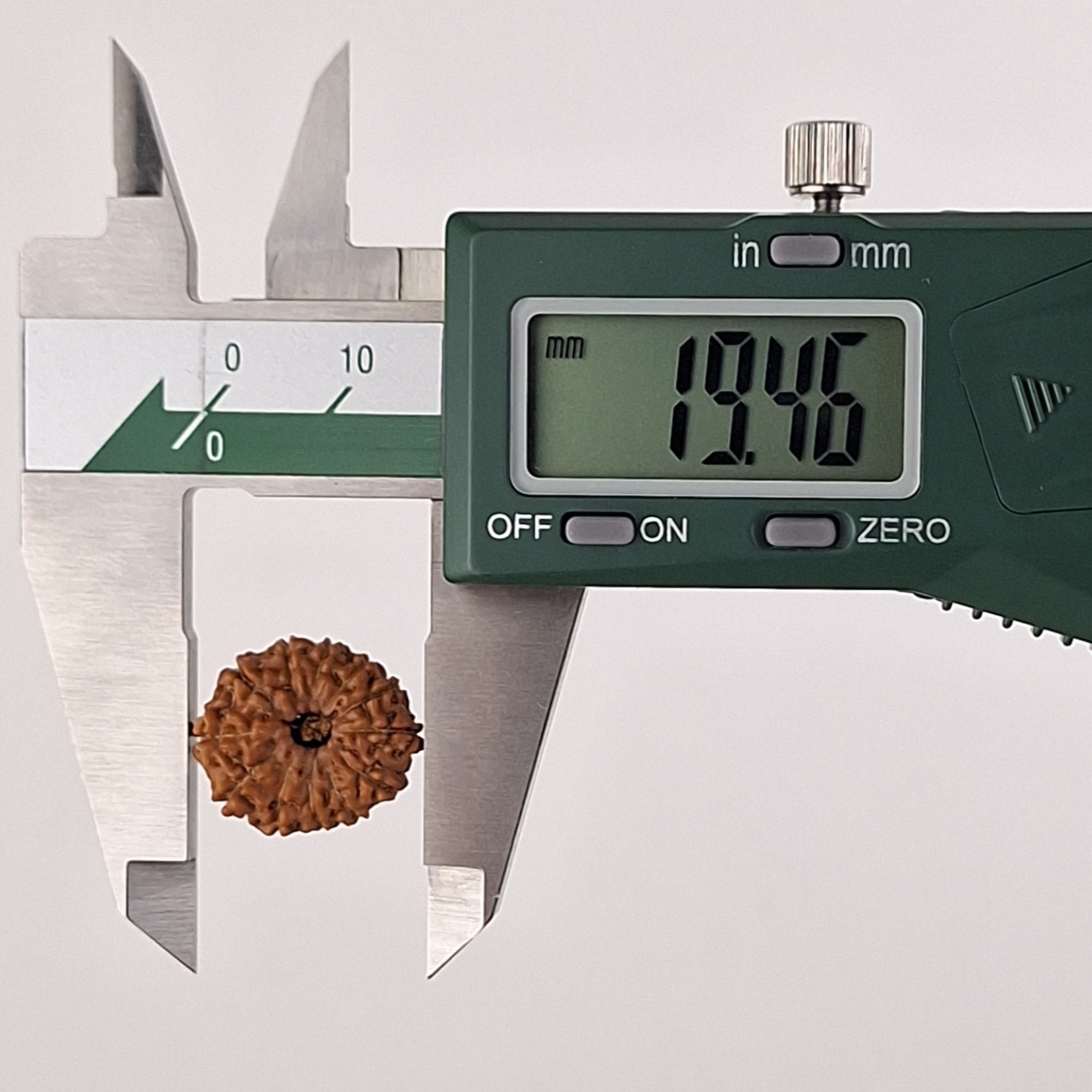 12 Mukhi Java Rudraksha 19.46 mm length measurement