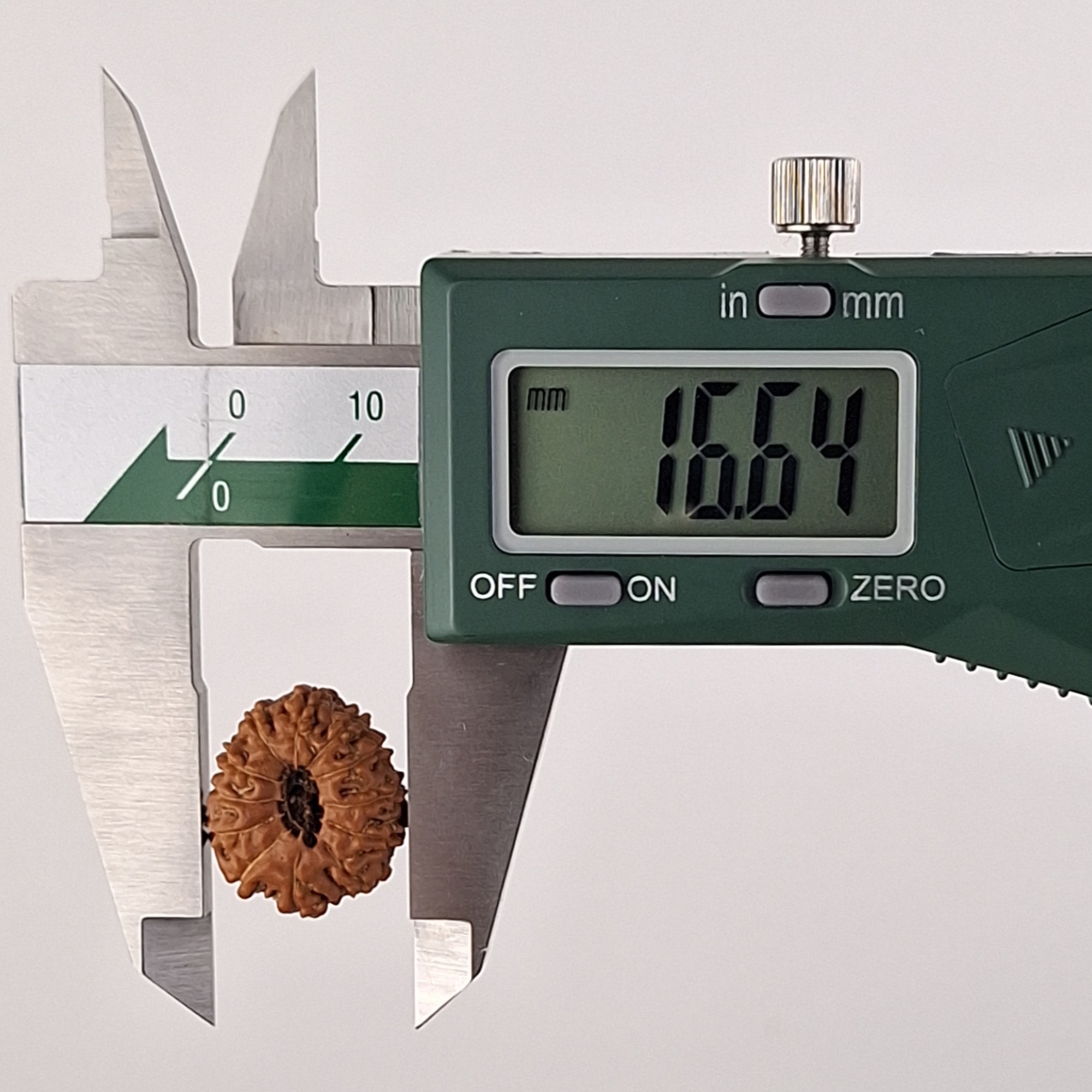 12 Mukhi Java Rudraksha 16.64 mm width measurement