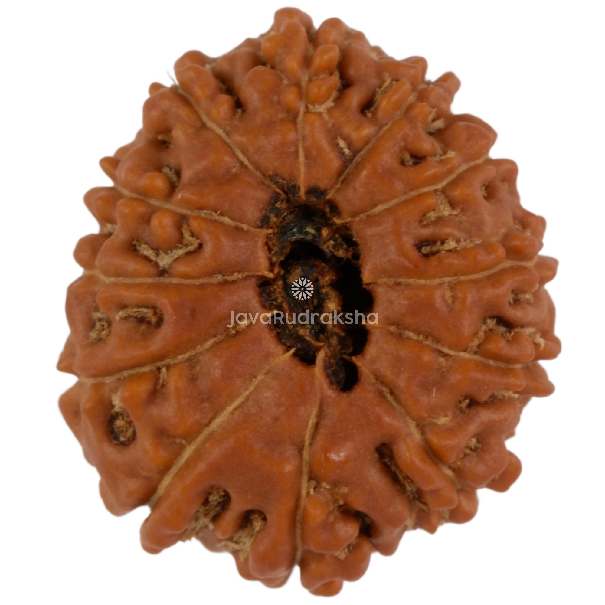 12 Mukhi Java Rudraksha 19.46 mm bottom view