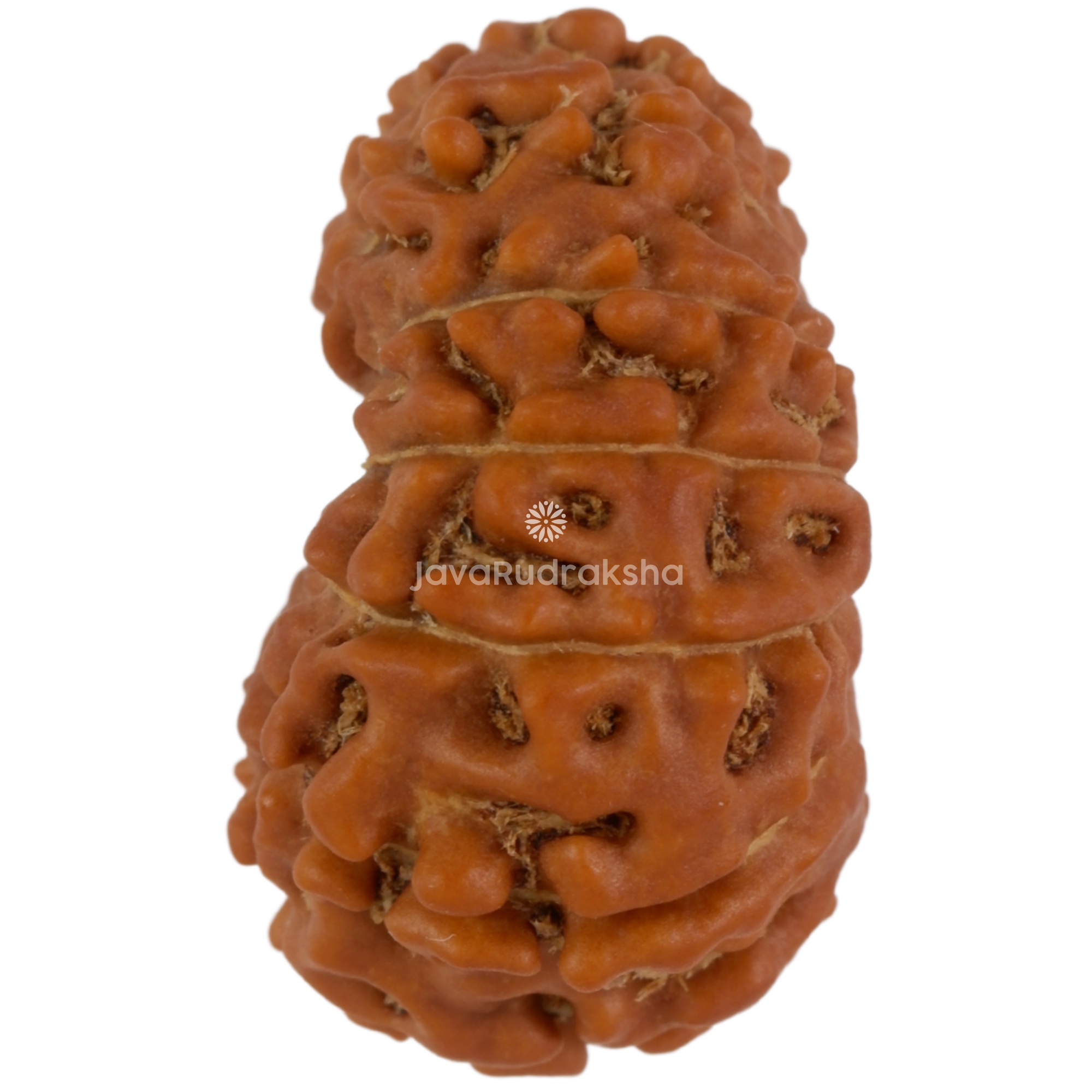 12 Mukhi Java Rudraksha 19.46 mm left side angle
