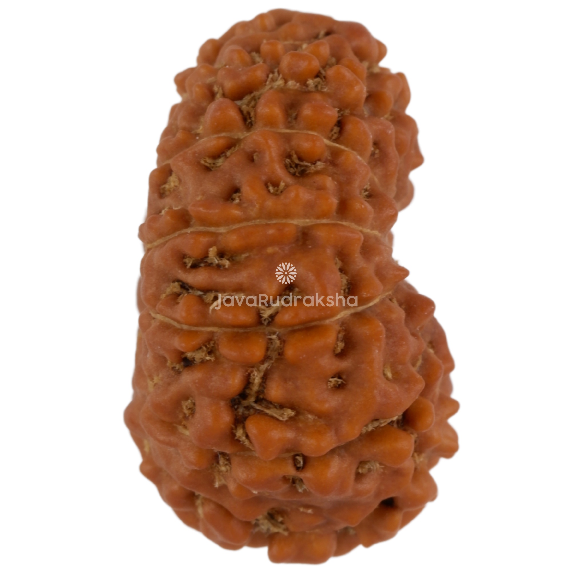 12 Mukhi Java Rudraksha 19.46 mm right side angle